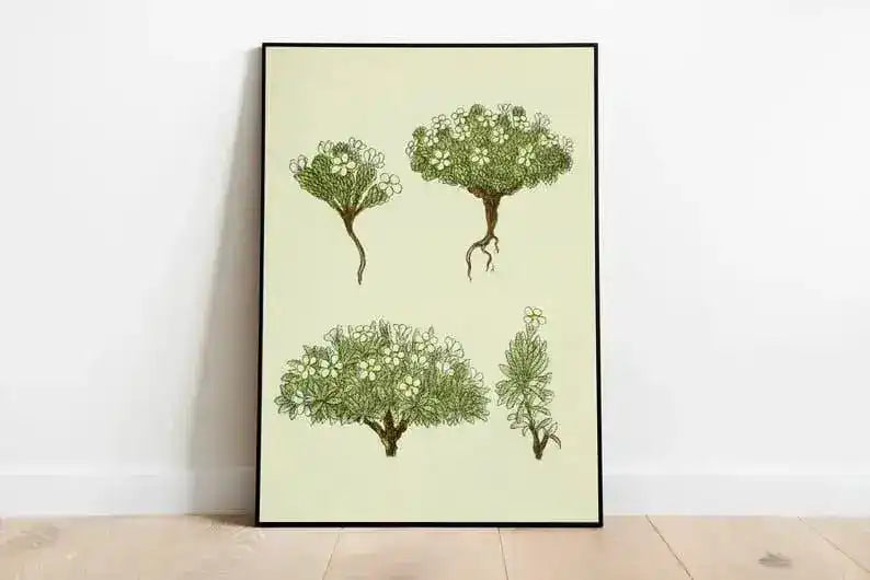 Jasmine Flower Wall Print| Botanical Wall Art