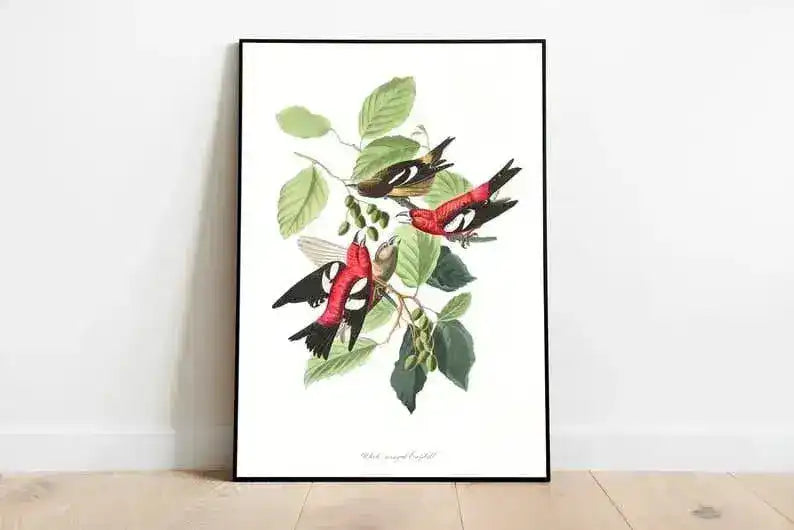 Vintage Bird Art Prints| Bird Poster