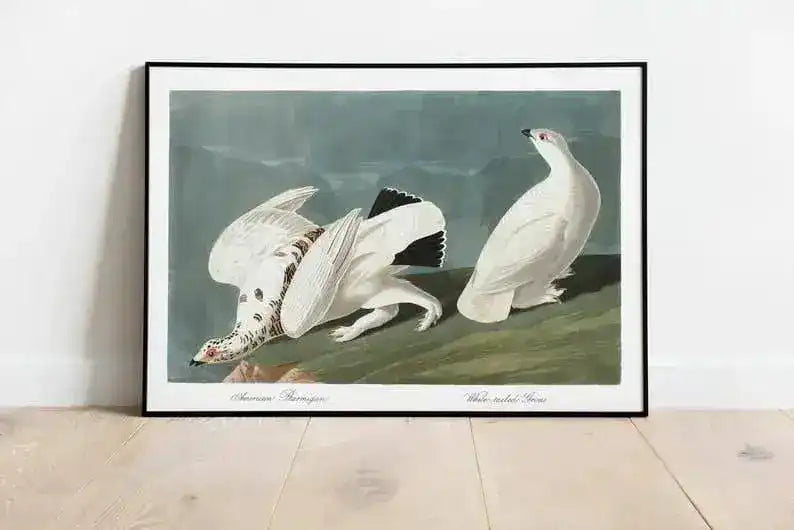 Vintage Bird Art Prints| Bird Poster
