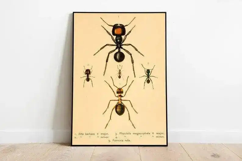 Ants Poster Print| Vintage Science Print