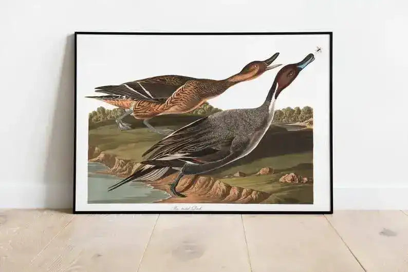 Vintage Bird Art Prints| Bird Poster