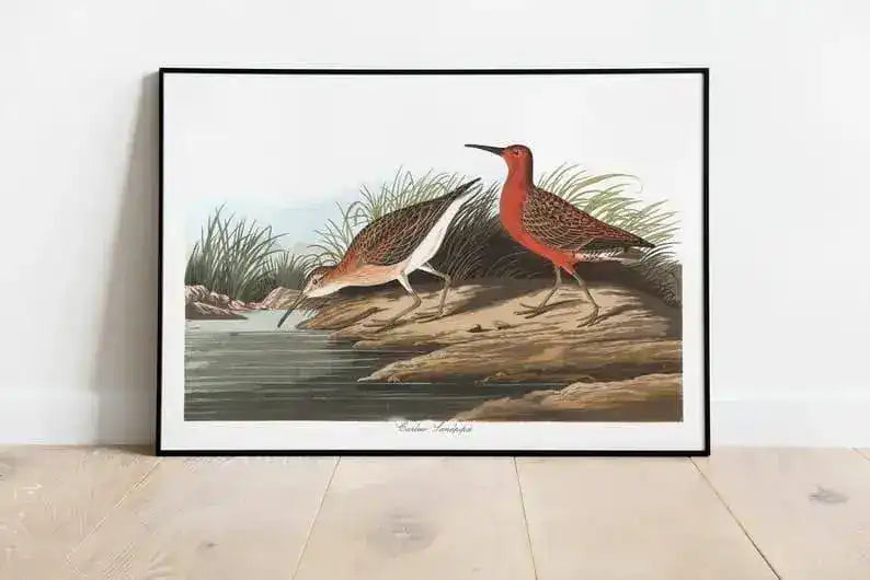 Vintage Bird Art Prints| Bird Poster