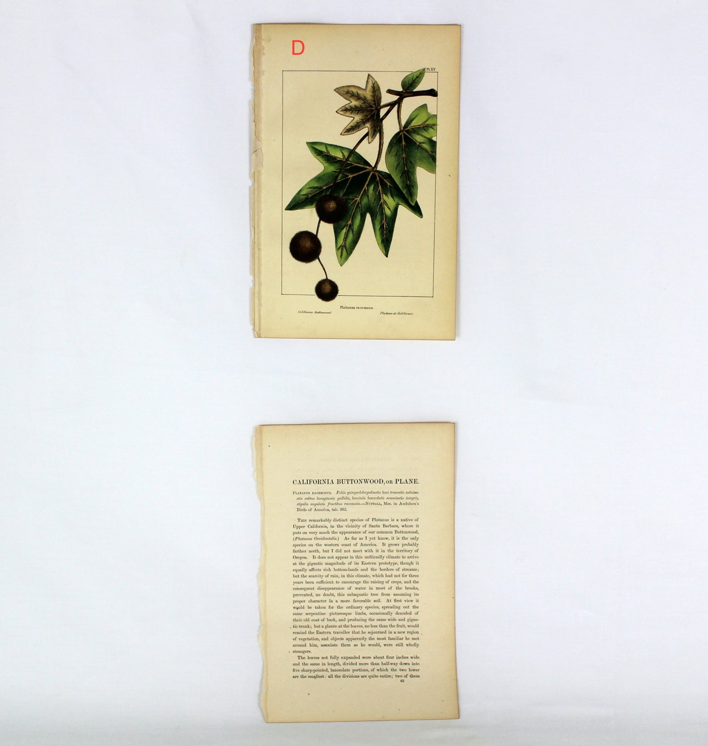 Vintage Botanical Prints