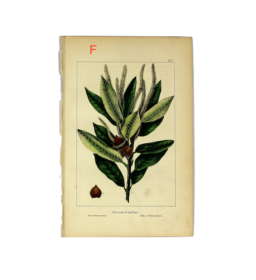 Vintage Botanical Prints