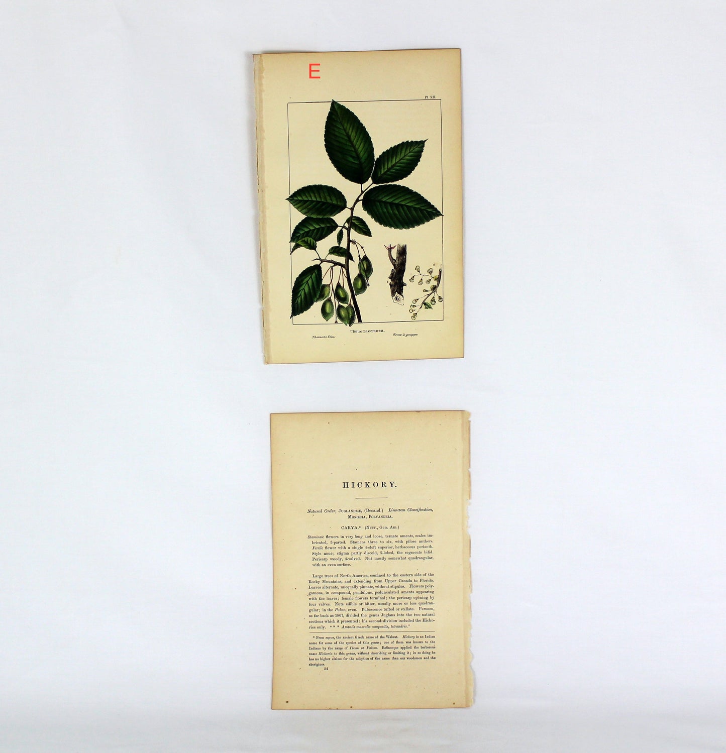 Vintage Botanical Prints