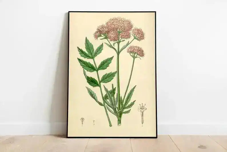 Valerian Flower Wall Print| Botanical Wall Art