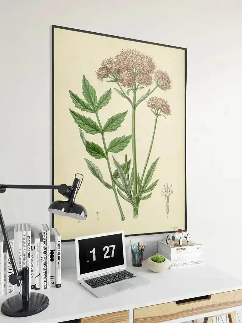 Valerian Flower Wall Print| Botanical Wall Art