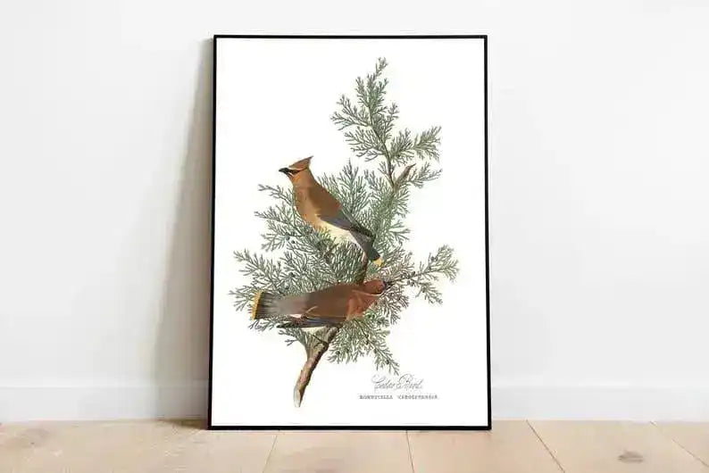 Vintage Bird Art Prints| Bird Poster