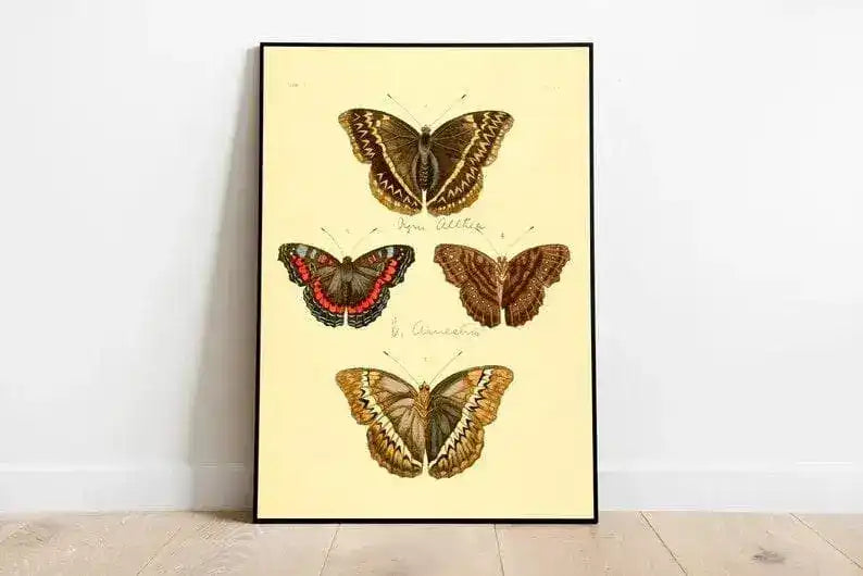 Butterfly Poster Print| Vintage Science Print