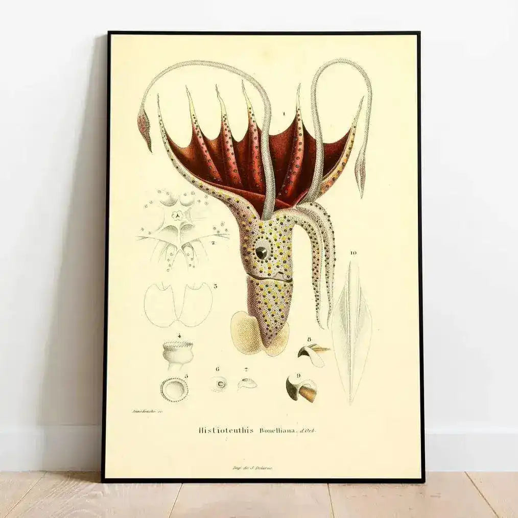 Colorful Squid Life Wall Art Print