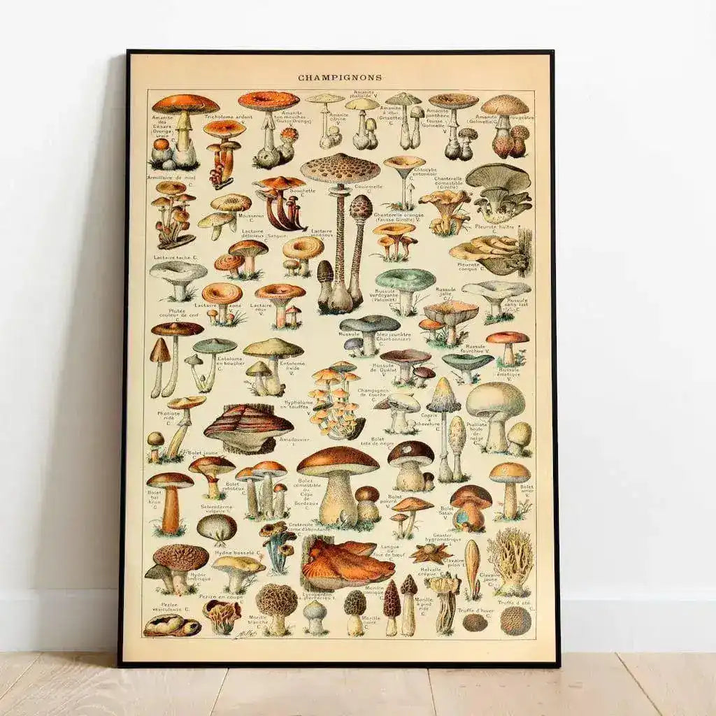 Mushroom and Fungus Art Diagram Wall Poster