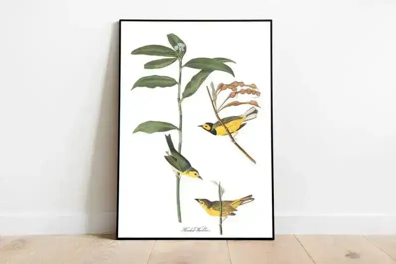 Vintage Bird Art Prints| Bird Poster