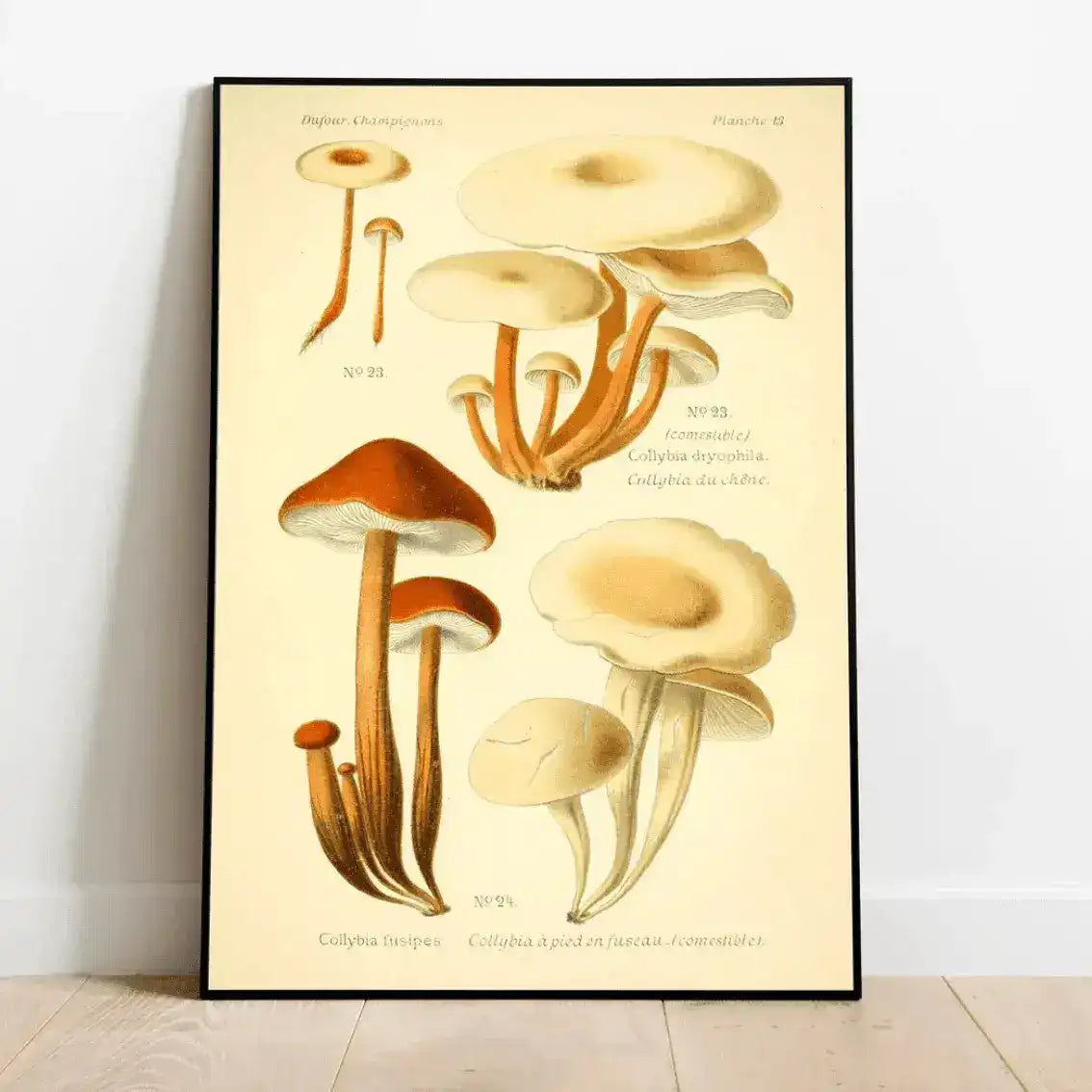 Vintage Botanical Mushroom Wall Poster Print